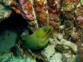 Green Moray Eel IMG 5589